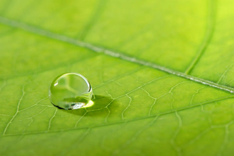 Hotel Mouthwash Canada - Hotel Supplies Canada 